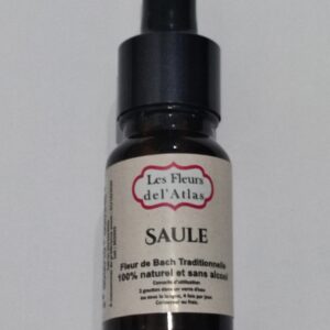 Saule – Willow – Salix vitellina (Ressentiment, amertume)